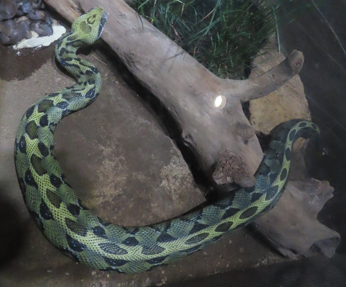 あにふり ハブとかマムシとかの国産種でも思うけどクサリヘビは上から見ると美しいなぁと思う種が多くて素敵 エチオピアアダー ガボンアダー シンリンガラガラヘビ カパーヘッド アメリカマムシ