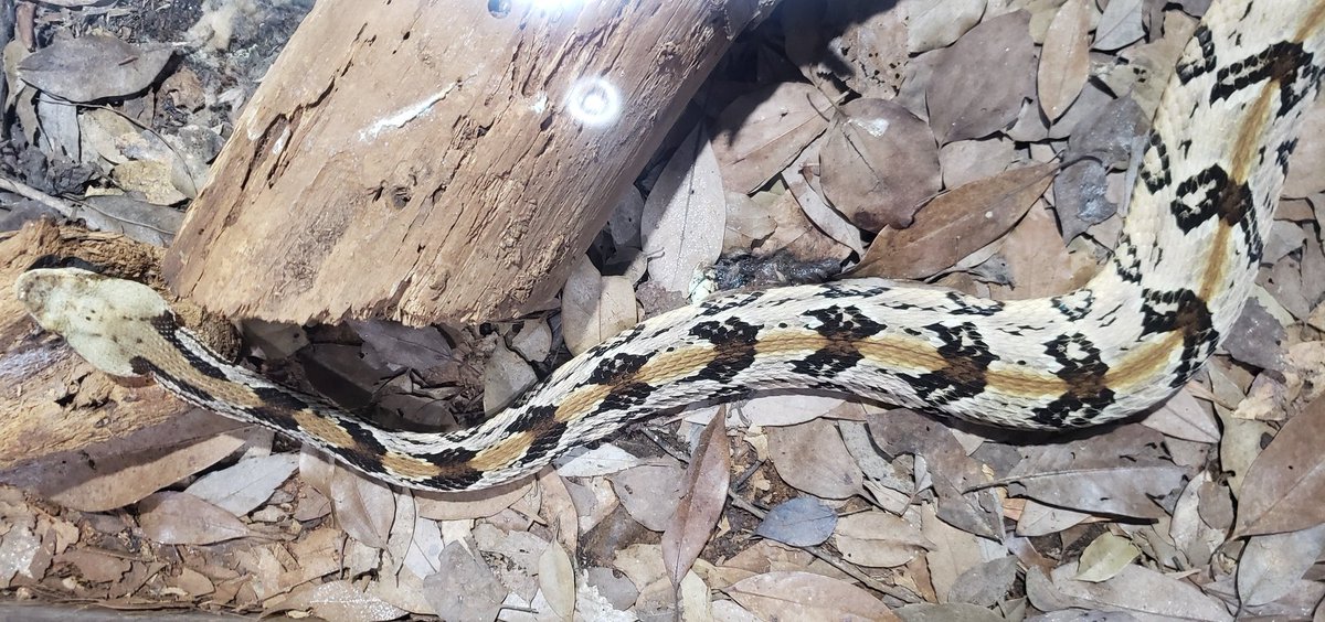 あにふり ハブとかマムシとかの国産種でも思うけどクサリヘビは上から見ると美しいなぁと思う種が多くて素敵 エチオピアアダー ガボンアダー シンリンガラガラヘビ カパーヘッド アメリカマムシ