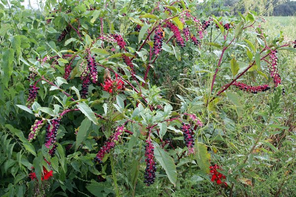 Don’t get me wrong. Clapham Tutin & Warburg was a terrific Flora for its time. The problem lies in their superficial treatment of alien species. Because they only included one species of Pokeweed, a generation of botanists grew up thinking they were seeing Phytolacca americana.