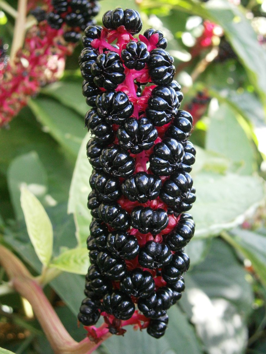 What they were seeing, in fact, was much more likely to be Phytolacca acinosa. The genus is notoriously difficult but if you have ripe fruits, P. acinosa is easy. Its fruits are multiple, like a raspberry or a bramble (left) not a smooth, single berry like a blackcurrant (right)