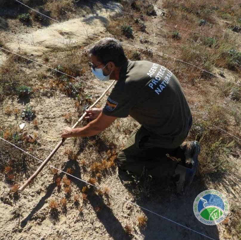 aaffaragon's tweet photo. Los #AgentesProtecciónNaturaleza #APN del @GobAragon seguimos realizando seguimiento de plantas catalogadas dentro del @LIFEprogramme #RESECOM en la @RedNatura2000.
⬇️
"Limonium stenophyllum" en la Reserva Natural Dirigida de las #SaladasDeChiprana.
+ info:https://t.co/dfet027DB8 https://t.co/hP3IRvwaXv