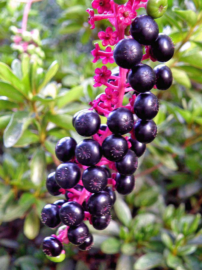 What they were seeing, in fact, was much more likely to be Phytolacca acinosa. The genus is notoriously difficult but if you have ripe fruits, P. acinosa is easy. Its fruits are multiple, like a raspberry or a bramble (left) not a smooth, single berry like a blackcurrant (right)