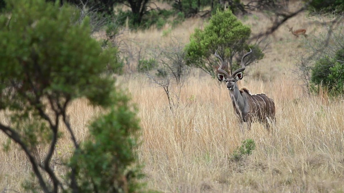 A Canopy Tour differs from other ziplines as there's more to the #flyAirNature experience than just an adrenaline rush. 

You may even be lucky enough to glimpse some of South Africa's amazing wildlife like this magnificent Kudu bull! 

#ShareSouthAfrica