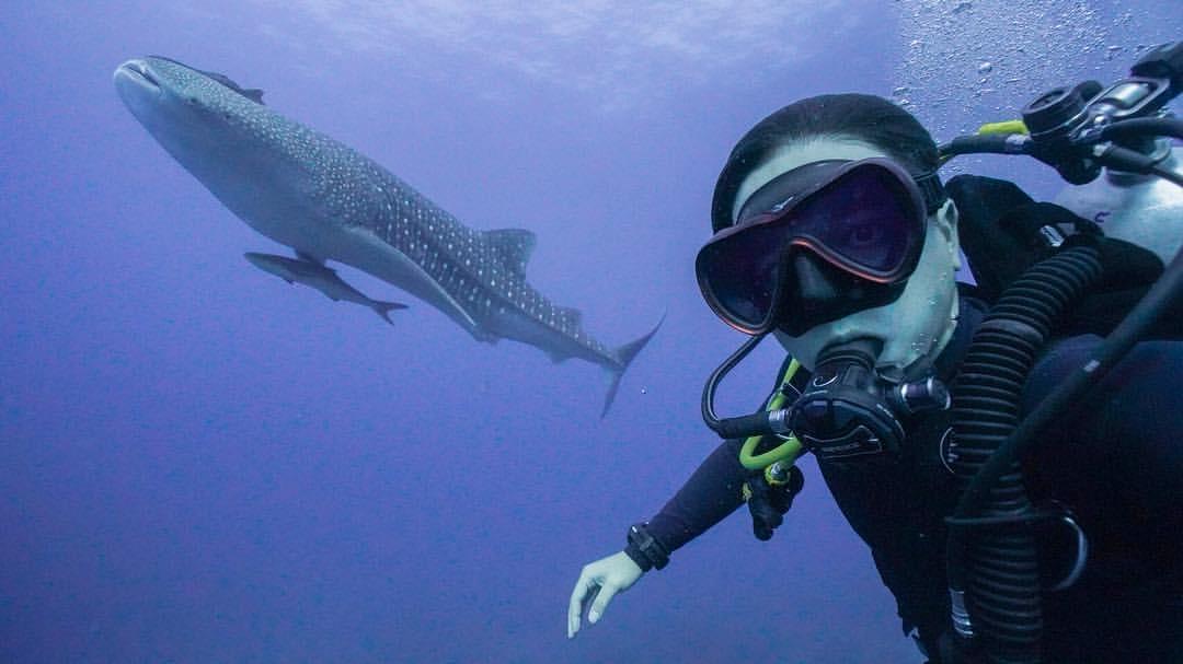PADI's tweet photo. Where can you hear epic dive stories and ocean conservation inspiration? DIVE STORIES Podcast: https://t.co/HpK7b4fNxO. https://t.co/J01S26thNV