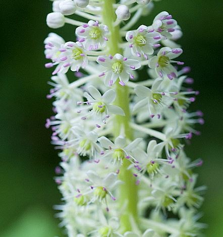 The real issues for recording Phytolacca species accurately arise because you really do need fresh flowers and ripe fruits simultaneously. In the flowers, you must distinguish between the stamens being in a single whorl (left) or appearing to be in 2 whorls (right).