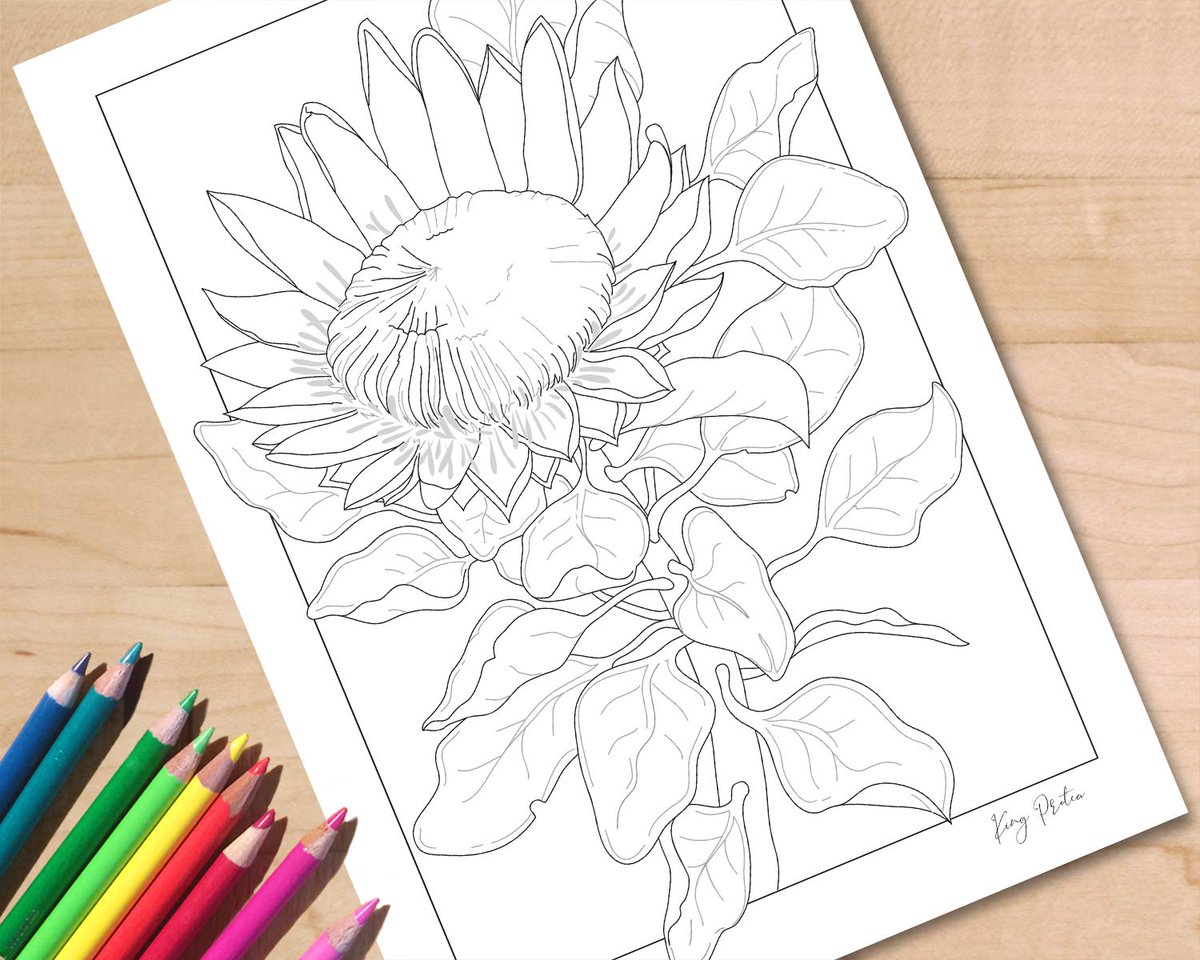 chrissyBe9's tweet photo. Getting our #florals on today with my new #kingprotea #colouringpage. Big, bold and beautiful! 
Available now for download from my Etsy Store https://t.co/AN6rdngGK7
#flowers #coloringbook #adultcoloring https://t.co/tk2N4O4b8j