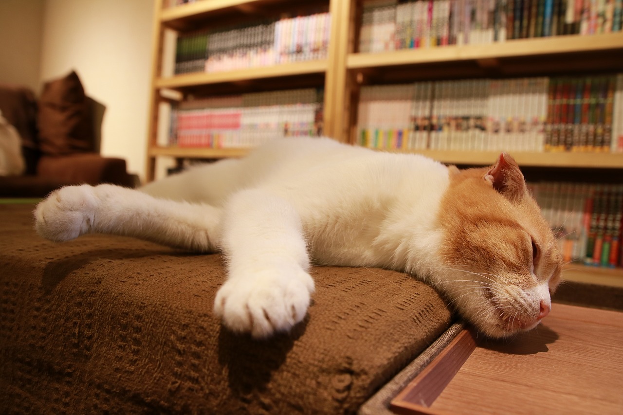 猫の居る休憩所299 299は猫カフェなので デートだったり もふもふしにいらっしゃる方も多いのですが 猫カフェだからね 日によって 作業されてる方ばかりだったりするのでオフィスかな と 思う今日この頃 にゃんずがキーボードを駆使しフォルダの名前を