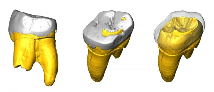 archaeologyEAA's tweet photo. Mitochondrial DNA sequenced from 80,000 year old Neanderthal molar excavated in Stajnia Cave, Poland 🇵🇱. #neanderthal #palaeolithic @Qafzeh @EAAPaM https://t.co/aoijMKljs4 https://t.co/2mw0iAChLU