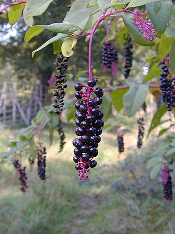 In fruit, we have already seen the multiple vs. berry distinction (above), but the position of the raceme in fruit is also important: drooping (left) or erect (right).