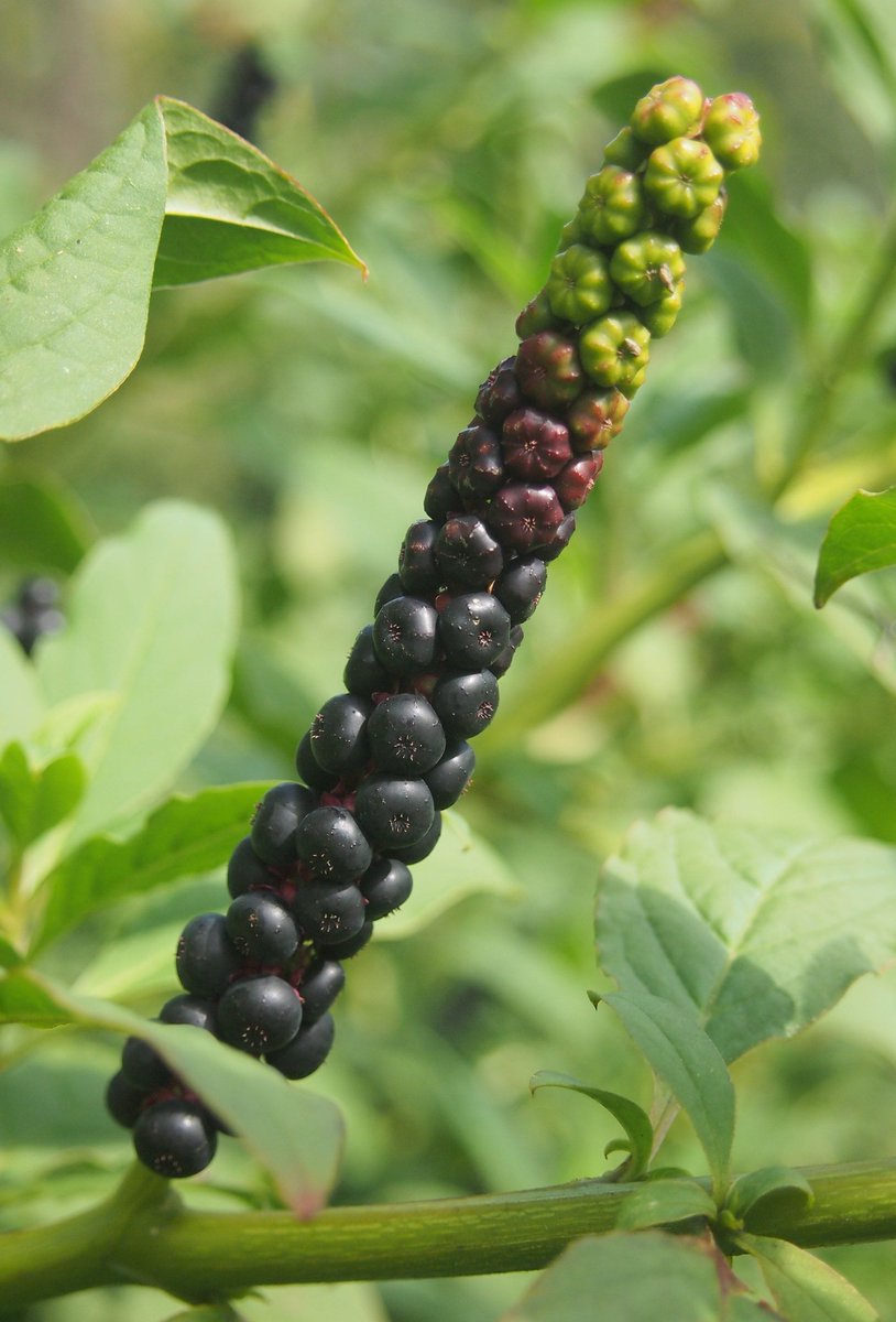 In fruit, we have already seen the multiple vs. berry distinction (above), but the position of the raceme in fruit is also important: drooping (left) or erect (right).