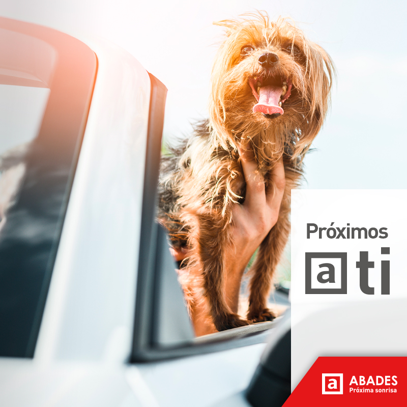 abadesareas's tweet photo. ¡Al fin viernes... y tu mascota lo sabe! 🐶 En el próximo viaje que realices con tu mascota, hay un Abades áreas muy cerca tuya. Todas nuestras áreas son #petfriendly #próximasonrisa Descubre todas nuestras áreas en https://t.co/zHcuguXSAp https://t.co/h2bEiGEFyJ
