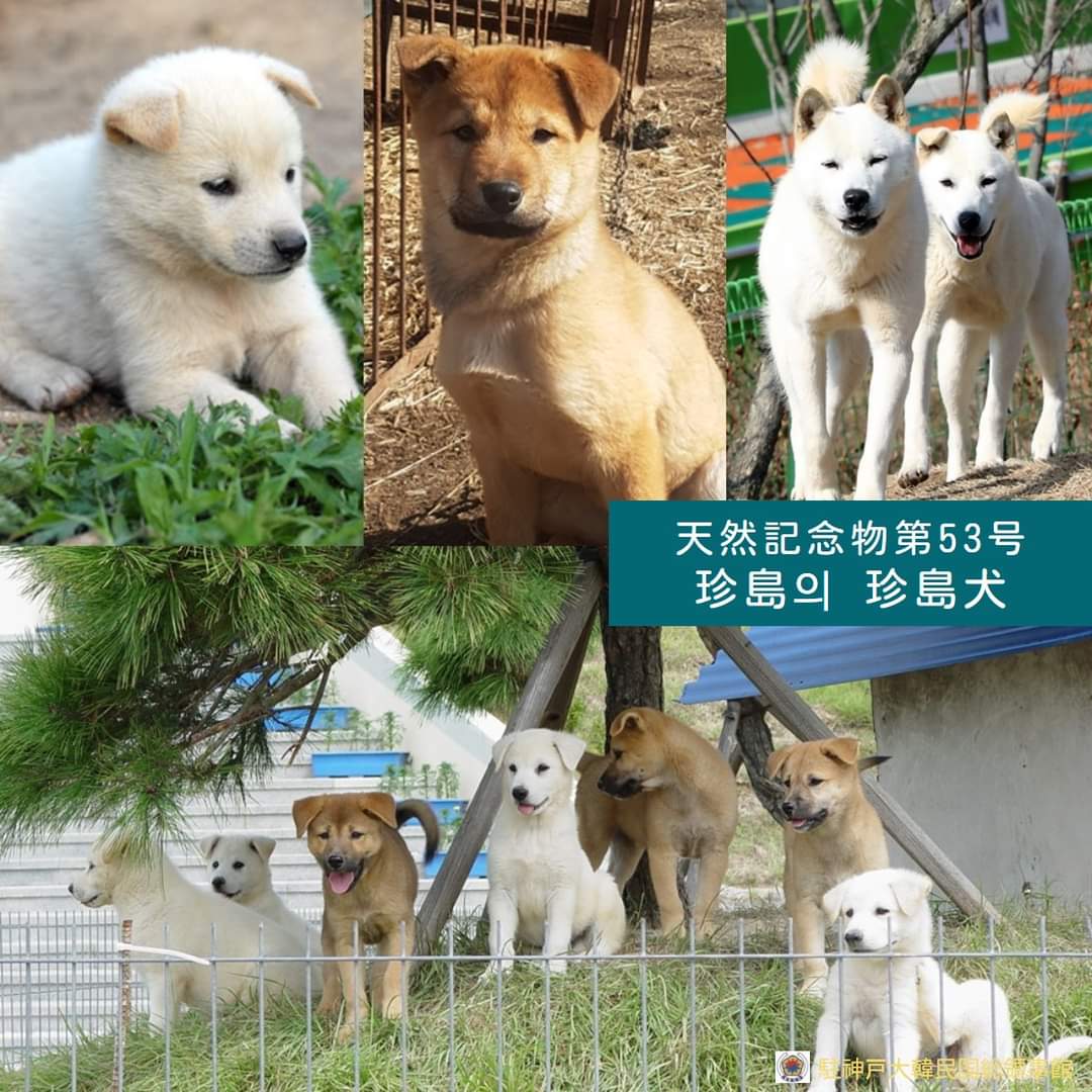 주고베대한민국총영사관 Sur Twitter 今日は韓半島３大原産の犬種 慶山のサプサル犬 珍島の珍島犬 豊山の豊山犬を紹介します サプサル犬 삽살개 珍島犬 진도개 豊山犬 풍산개 T Co 0gz1yj9n5g 皆さん かわいくて勇敢な韓国犬の写真で癒