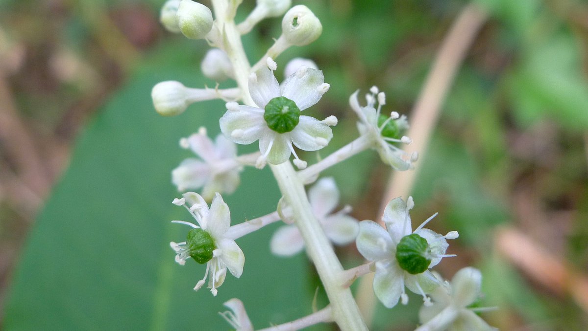 This is how the key to Phytolacca goes in the Flora of North America. First, P. acinosa is identified on the basis of its multiple fruits (above). Next, the smooth berries are separated. First on the basis of their inflorescences: are they spike-like (left) or racemes (right) ?