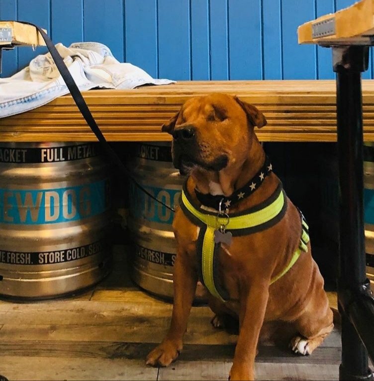Thirsty Thursday night swill?

We have tables available tonight.

Booze ✅
Burgers ✅
Dog friendly ✅

Get down on it 👇

**Also available for delivery**