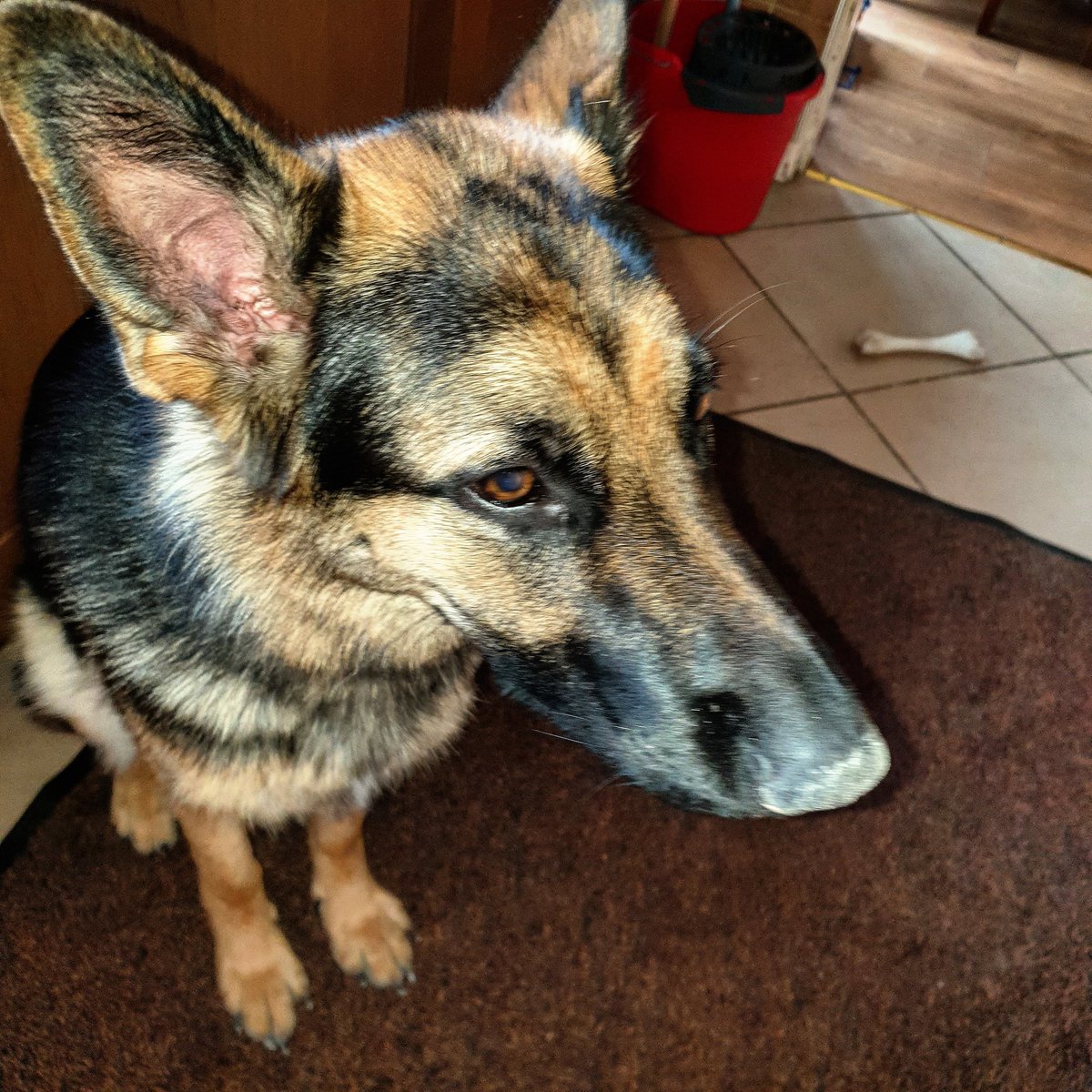 Mandyefcwales's tweet photo. it wasn't me ๐ " I NOSE she did it"
#germansheparddogs ๐พ https://t.co/qYaZCggQE2