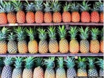 modi_juma's tweet photo. Pineapple growing in Kilifi is an  eyes opener 2many jobless youths. Geoffrey Koros,all the way from Bomet is doing wonders in Kilifi as pineapple farmer.He's encouraging youths 2stop joining terrorism 2earn money,saying clean money is in farming. #2007NeverAgain #KDFChina Kisii https://t.co/vP54lP8lcQ