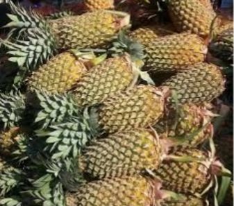 modi_juma's tweet photo. Pineapple growing in Kilifi is an  eyes opener 2many jobless youths. Geoffrey Koros,all the way from Bomet is doing wonders in Kilifi as pineapple farmer.He's encouraging youths 2stop joining terrorism 2earn money,saying clean money is in farming. #2007NeverAgain #KDFChina Kisii https://t.co/vP54lP8lcQ
