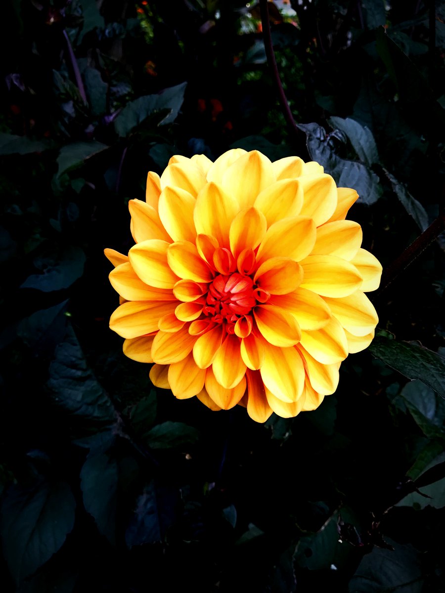A light in the darkness

#flowers #nature #naturephotography