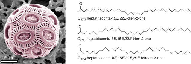MLSanchezMontes's tweet photo. Example: some microscopic algae (e.g. E.huxleyi, left) produce two, three or four double bonds in their lipid alkenone structure (right) depending on the water temperature and salinity they live in. @pintofscience #pint20 #pint20Norwich Picture from https://t.co/pwsKBNUrmV https://t.co/ey2xYDYco0