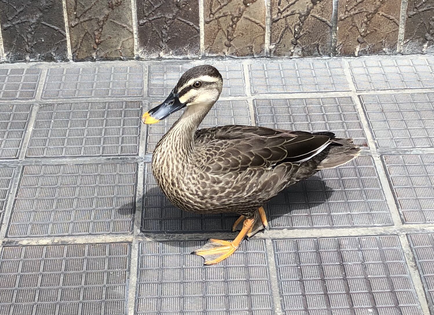 目白新聞 カルガモの子供 が迷い込んできました 目白庭園か学習院 おとめ山公園が住処ですかね 出て行きましたが 他の建物に入って行き あとは不明です まだ飛ぶのが苦手カモしれません T Co 1nba395pii Twitter