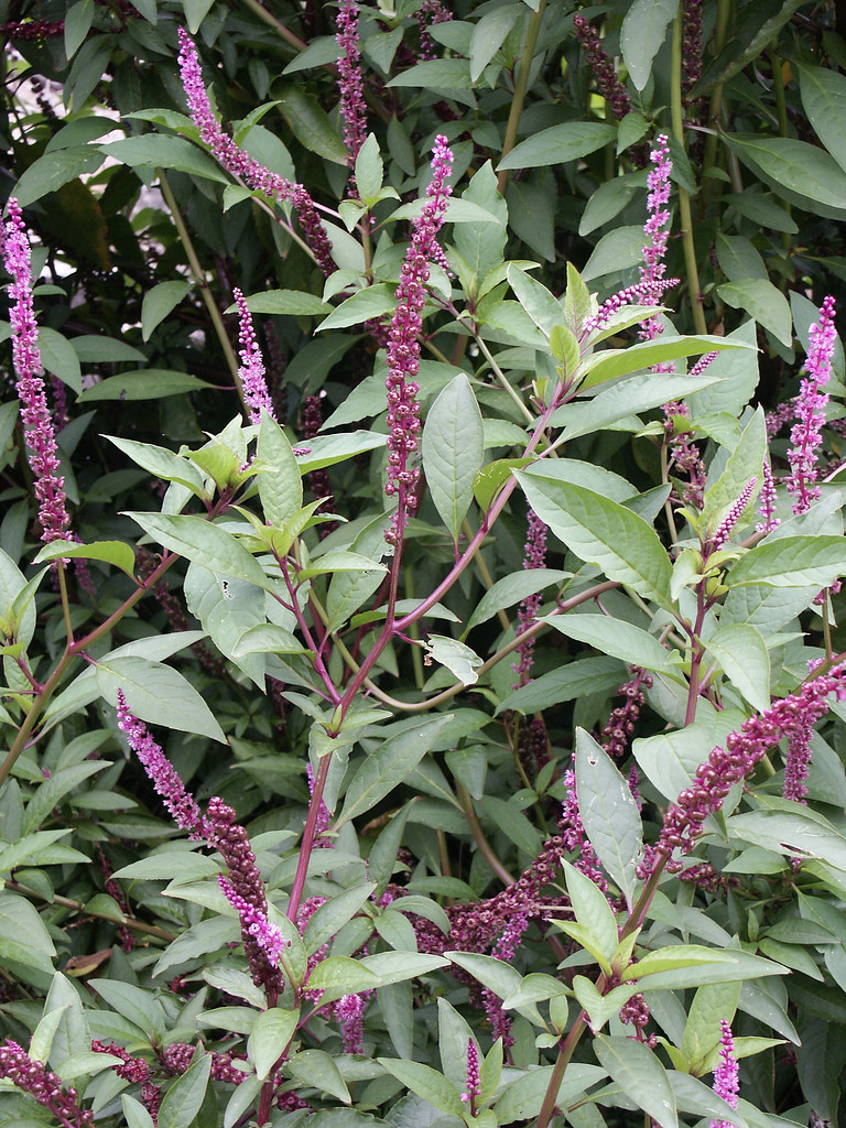 The two species with short (or no) pedicels (spike-like ones) are separated on their stamens and inflorescence length. Phytolacca icosandra (left) has anthers in 2 whorls and infl. longer than subtending lvs. P. octandra (right) has 1 whorl of anthers and shorter (or equal) infl.