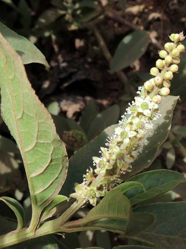 The two species with short (or no) pedicels (spike-like ones) are separated on their stamens and inflorescence length. Phytolacca icosandra (left) has anthers in 2 whorls and infl. longer than subtending lvs. P. octandra (right) has 1 whorl of anthers and shorter (or equal) infl.