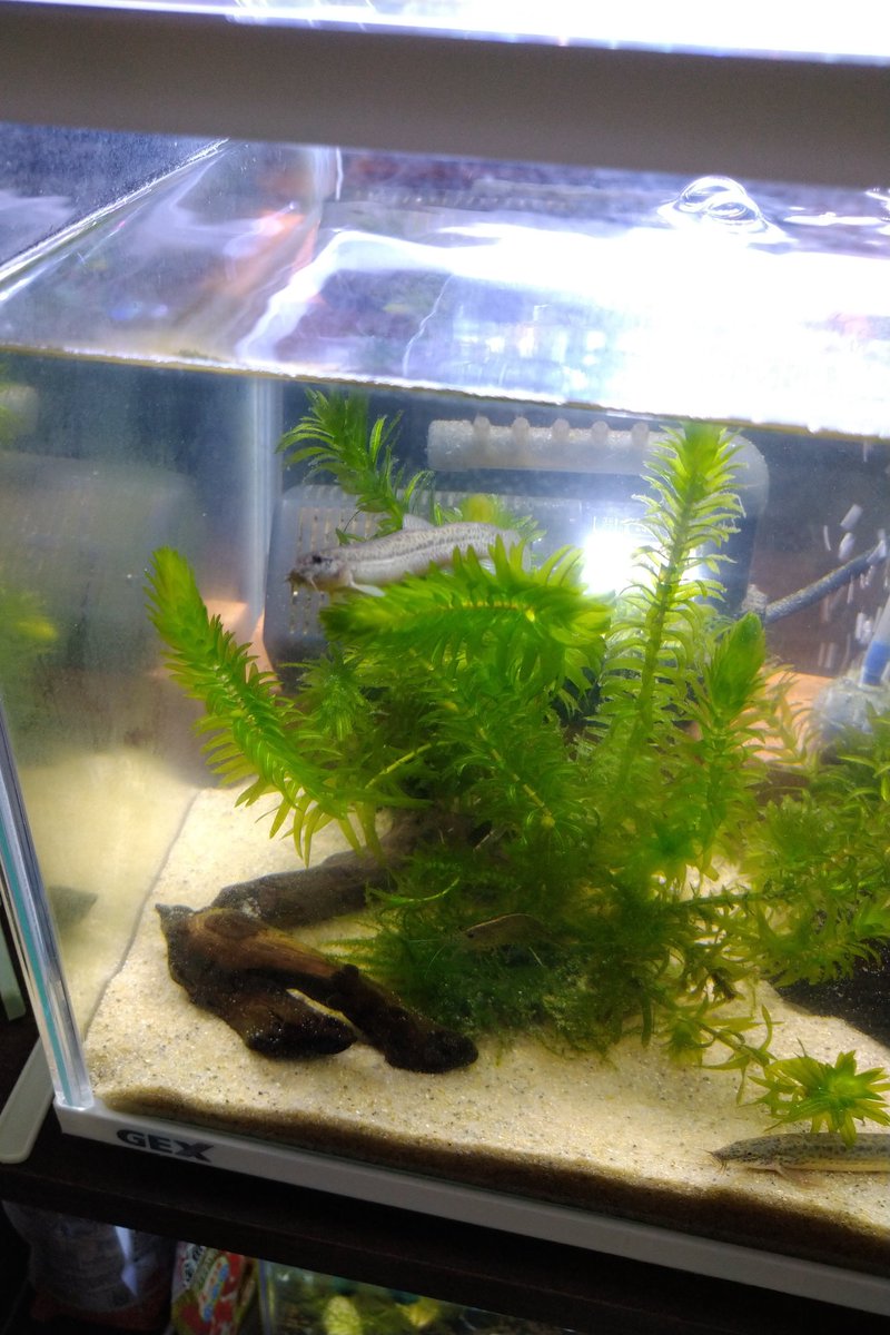狸奴 りど メダカとドジョウと金魚成分多め 凄い所で休んでるのね ドジョッコ ドジョウ マドジョウ 狸奴 りど メダカとドジョウと金魚成分多め 凄い所で休んでるのね ドジョッコ ドジョウ マドジョウ