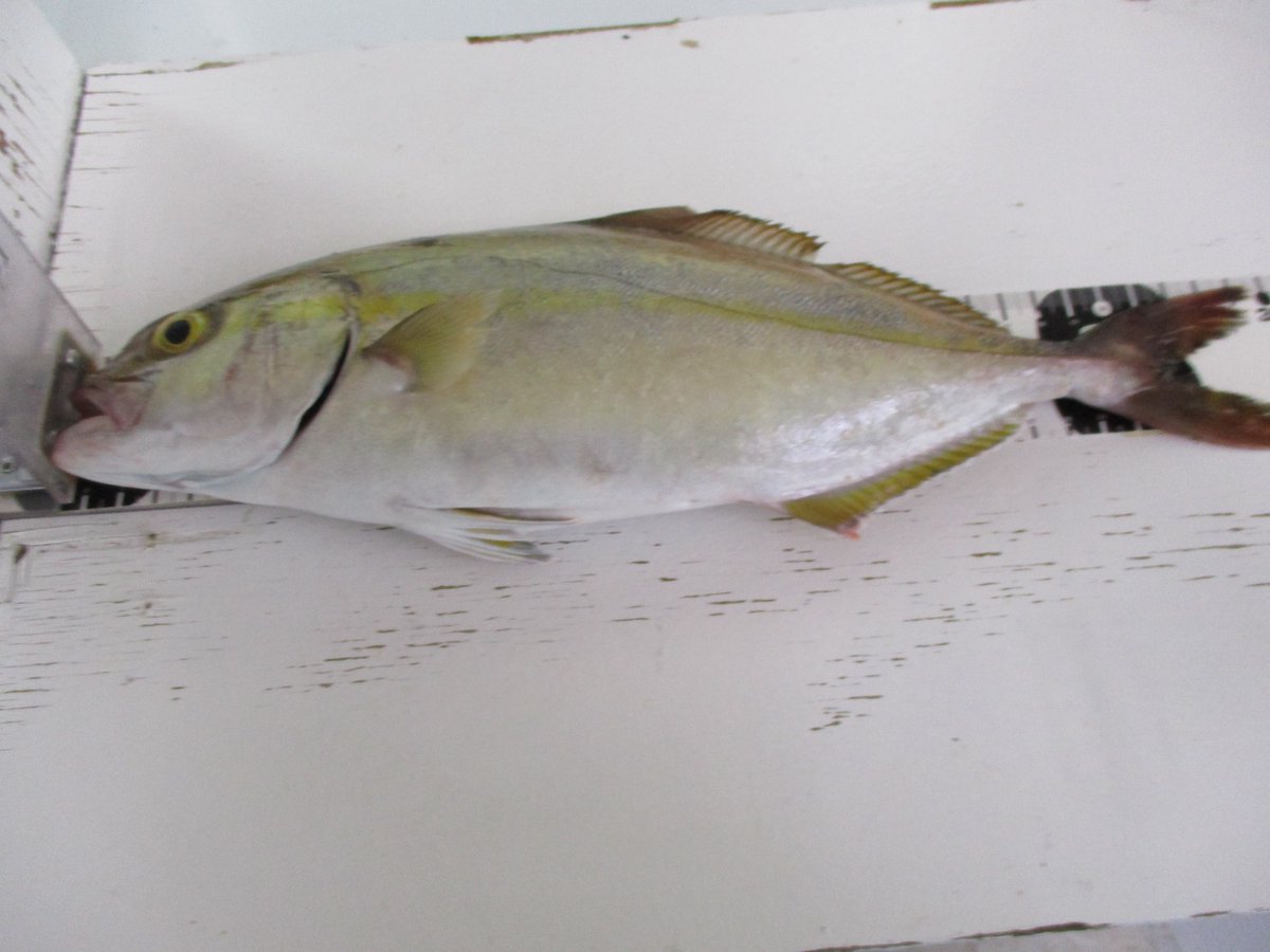 釣侍北茨城 スタッフ釣果 大津港にて カンパチ35cm イワシの泳がせ釣りでの釣果です