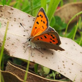 Kom je morgen 11-9 tijdens de meewerkdag op Proef-Tuin Isselt de vuurvlinder spotten? Met dank aan stadsecoloog Willem Kuijsten!
Elke 2e vrijdag vd maand meewerkdag Proef-Tuin Isselt tussen 9.30-16.00u - start bij de picknicktafel, grasveld tegenover Nijverheidsweg-noord 118