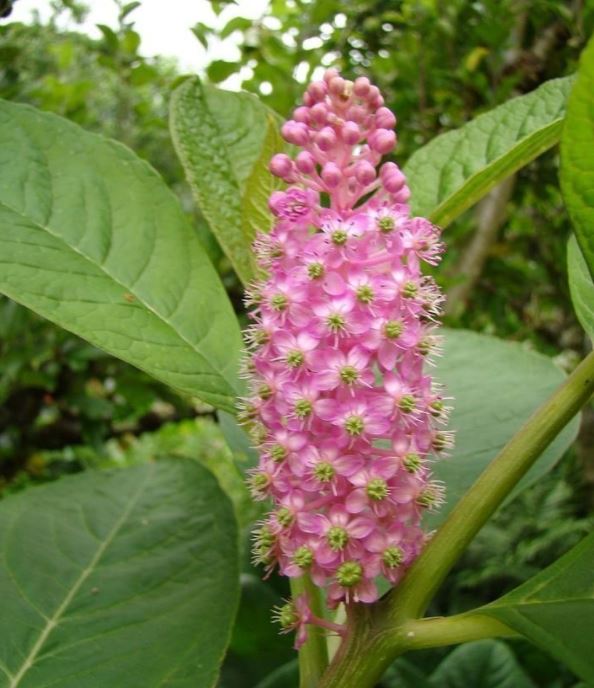 Of the 3 species with longer pedicels (2-13mm), only one has been recorded from the British Isles: the one identified in CTW, Phytolacca americana (left). Stace also includes P. polyandra from China (right), told by its upright fruiting racemes and stamens in 2 whorls.