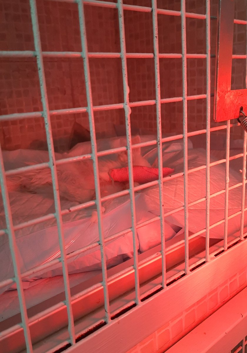 MyHappyYoongi's tweet image. PLEASE TWITTER, HELP ME.

Tofu, my 2 month old kitten, had a head trauma 3 days ago due to an accident and it's critical. Unfortunately, the costs are too high for my family so they planned to take him home.
1/2