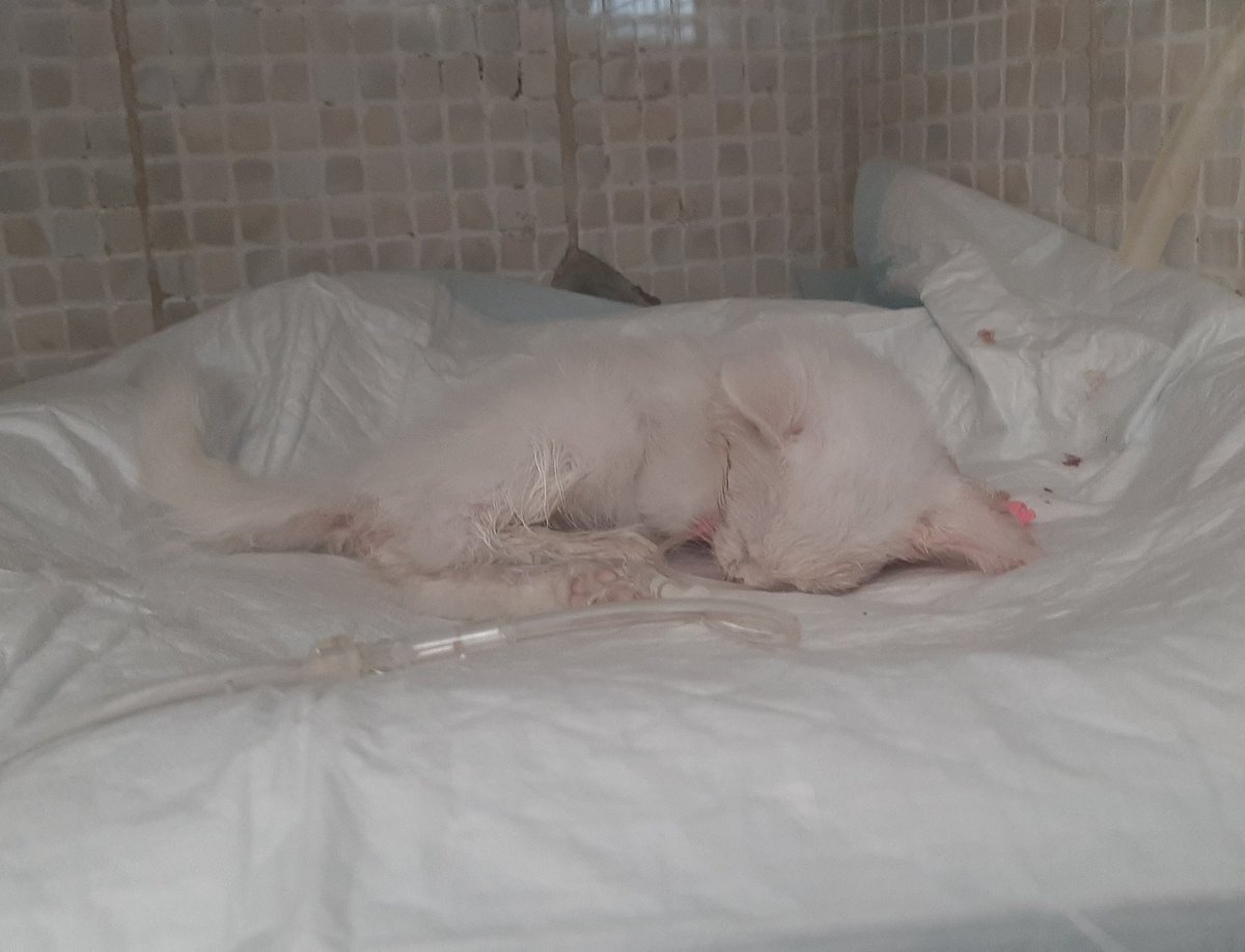 MyHappyYoongi's tweet image. PLEASE TWITTER, HELP ME.

Tofu, my 2 month old kitten, had a head trauma 3 days ago due to an accident and it's critical. Unfortunately, the costs are too high for my family so they planned to take him home.
1/2