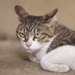 猫を撫でていたら急に手をがぶり!噛まれないためのコツとは？!