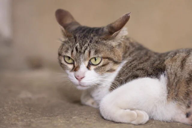 猫を撫でていたら急に手をがぶり！噛まれないためのコツとは？！