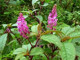 That’s not the end of the story, because specialist nurseries like Crug Farm Plants in Wales list a further 6 species for sale: Phytolacca bogotensis (TL), P. dioica (TR), P. esculenta, P. japonica (BL), P. rivinoides (BR) and P. rugosa any of which might escape in due course.