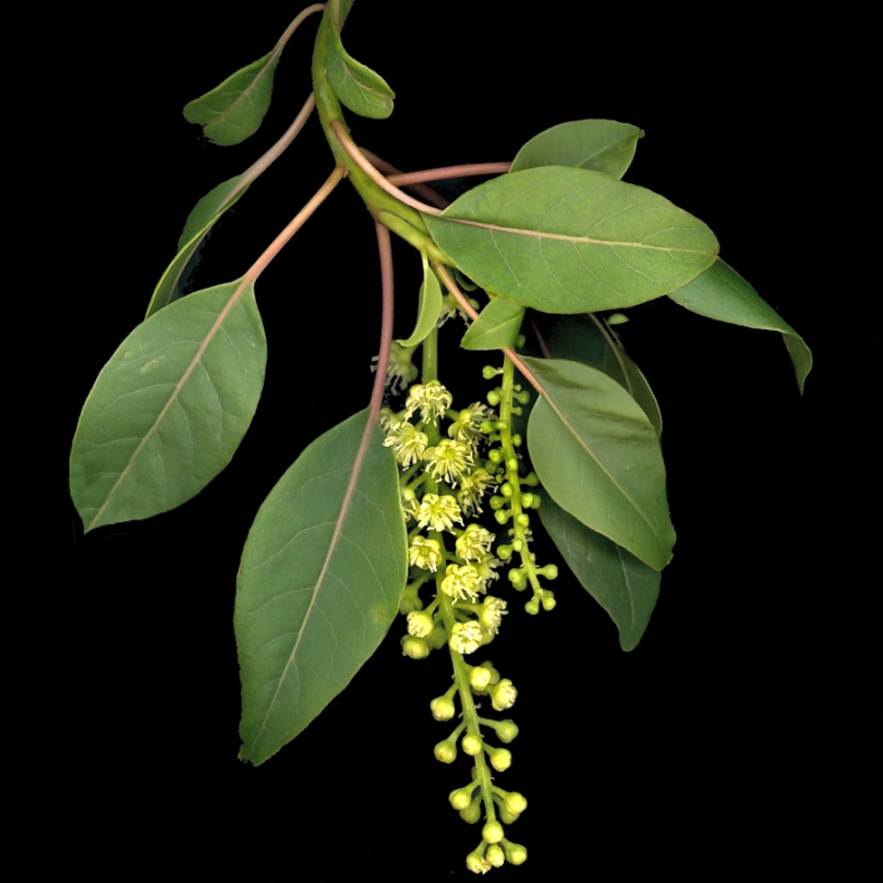 That’s not the end of the story, because specialist nurseries like Crug Farm Plants in Wales list a further 6 species for sale: Phytolacca bogotensis (TL), P. dioica (TR), P. esculenta, P. japonica (BL), P. rivinoides (BR) and P. rugosa any of which might escape in due course.