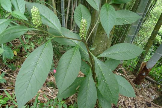 That’s not the end of the story, because specialist nurseries like Crug Farm Plants in Wales list a further 6 species for sale: Phytolacca bogotensis (TL), P. dioica (TR), P. esculenta, P. japonica (BL), P. rivinoides (BR) and P. rugosa any of which might escape in due course.