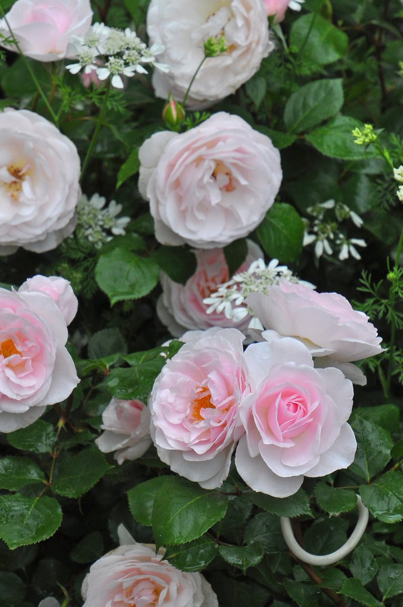 バラの家 公式本店 Rosa Orientis ローズドゥグランヴィル Rosedegranville 柔らかで透明感のあるピンクの花色 ダマスクにスパイスが入る香りは 個性的で優雅 クリスチャン ディオールが生家で愛したバラを今に再現したフランス最先端のバラ タイプ１