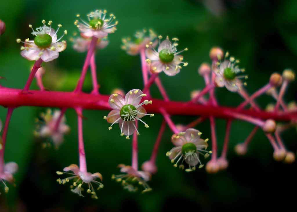 That’s not the end of the story, because specialist nurseries like Crug Farm Plants in Wales list a further 6 species for sale: Phytolacca bogotensis (TL), P. dioica (TR), P. esculenta, P. japonica (BL), P. rivinoides (BR) and P. rugosa any of which might escape in due course.