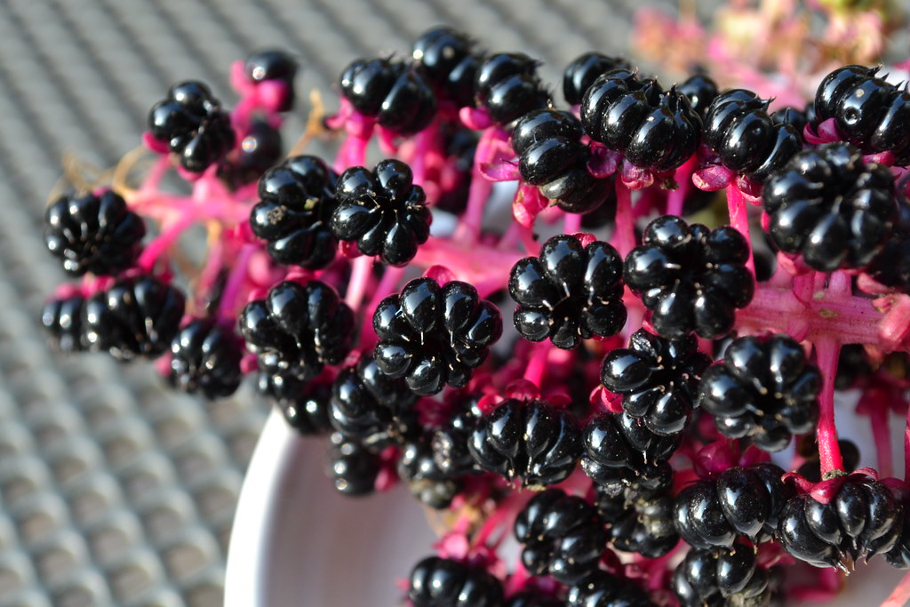 But rest assured, if you find a Pokweed that's not growing in a garden, it is almost certainly going to be Phytolacca acinosa. If it is in fruit, you can easily confirm this by its bramble-like, multiple fruits.