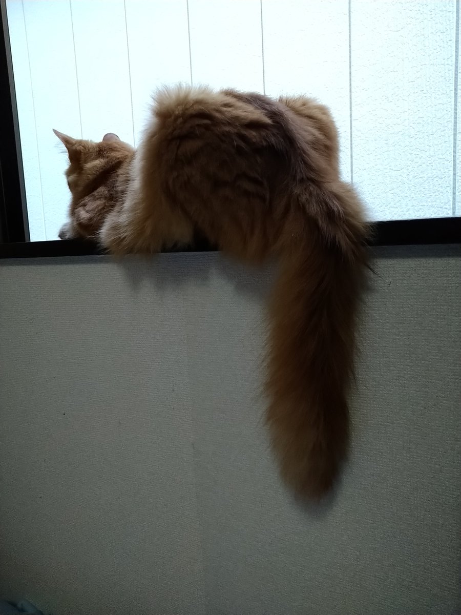 高岡ヒロシ お疲れ様です 横から見たらこんな感じですww 尻尾が太い猫です