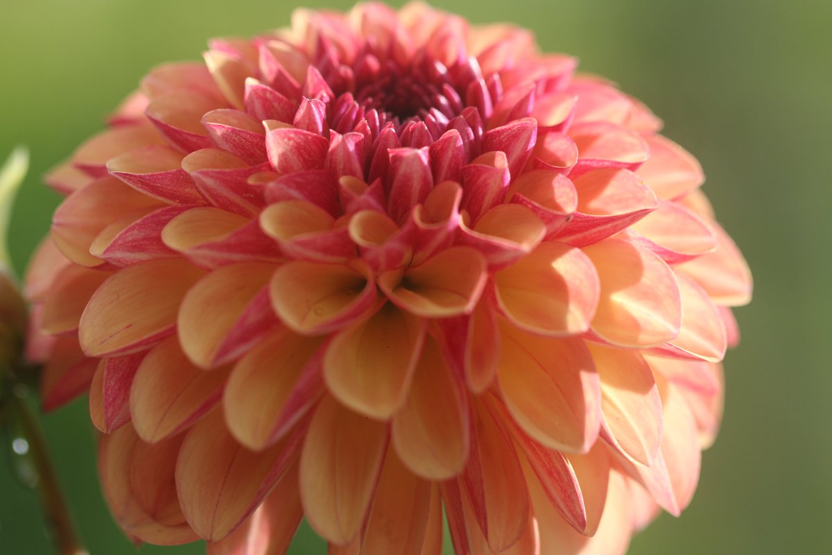 WoodlanderPaul's tweet photo. A glowing ball of beauty with just the right amount of purple to peach, Dahlia 'Palmares'. https://t.co/fZ3TO91EW3