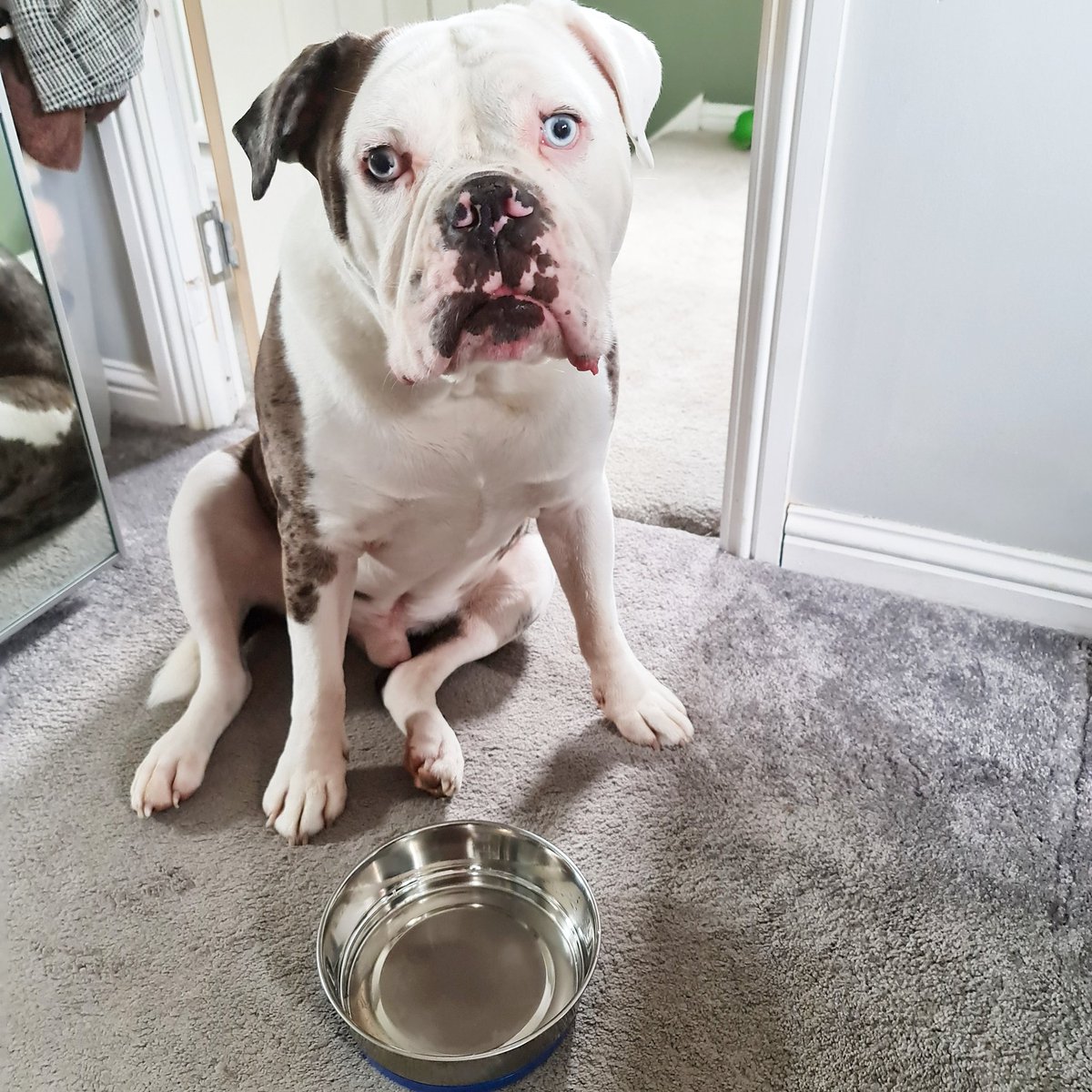 RobynMcmahon's tweet image. Wheres my food @Forthglade?
My dads been phoning all week with numerous promises my food will be dispatched before I go on my holidays, Tracey even hung up the phone on my dad, not cool!
Turns out my food won't be delivered on time 😔
#forthglade #forthgladepetfood #fothgladedog