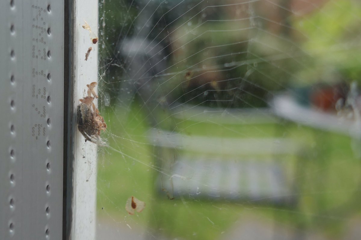 Not the best photo, but this little spider  has made a shelter out of birch seeds that have been caught by its web  Whenever it’s startled, or just wants to rest, it slots itself in behind them, shielded by glass on one side & the seeds on the other. Clever!  @BritishSpiders