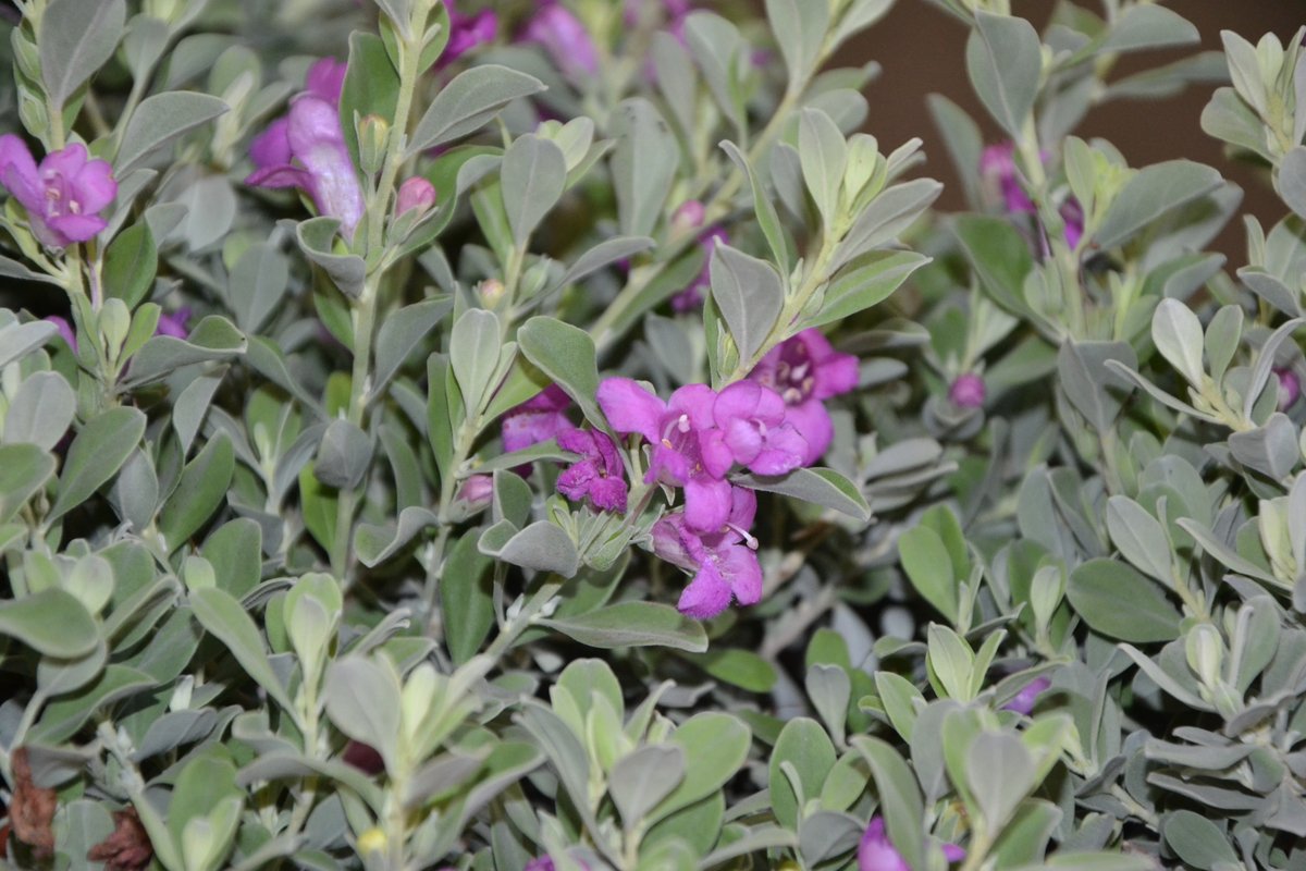 milazzoflora.it/prodotti/