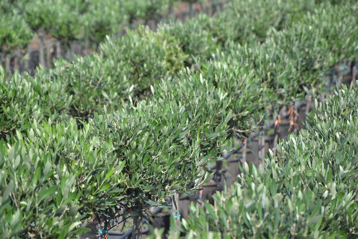 #ourbabies #ourplants #plantlovers #greenthumb #plantsofinstagtam #oleaeuropea #pianteinvaso #pianteornamentali #floriculture #plantatree #plantatreechallenge #plantatreetoday #milazzoflora