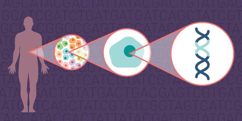 Broad Institute (@broadinstitute) on Twitter photo By taking a deeper dive into <a href="/GTExPortal/">GTEx Portal</a> data, <a href="/francoisaguet/">François Aguet</a>, <a href="/skimhellmuth/">Sarah Kim-Hellmuth</a> et al show how much cell type matters when thinking about variants' effects on gene expression. broad.io/GTEx #GTEx By taking a deeper dive into <a href="/GTExPortal/">GTEx Portal</a> data, <a href="/francoisaguet/">François Aguet</a>, <a href="/skimhellmuth/">Sarah Kim-Hellmuth</a> et al show how much cell type matters when thinking about variants' effects on gene expression. broad.io/GTEx #GTEx
