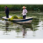 Image for the Tweet beginning: A female #worker is #harvesting