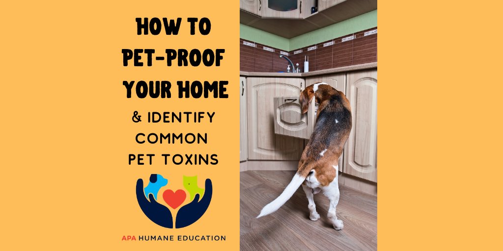 APAofMO's tweet image. September is #ResponsibleDogOwnershipMonth!

Use this list as a guide to help pet-proof your home: 
americanhumane.org/fact-sheet/pet…

Learn about the top 10 most common toxins that Pet Poison Helpline gets called about:
petpoisonhelpline.com/pet-owners/bas…

#APA #APAMO #AdoptDontShop #Dogs