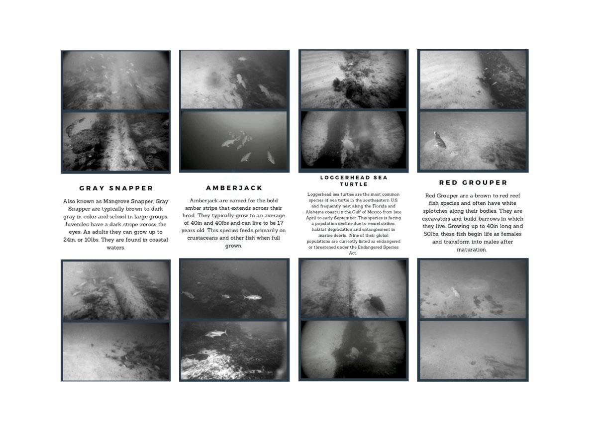 CSCAMPscience's tweet image. Have you been catching up on some quality reading while spending more time at home? Do you need a cool bookmark to hold your place while you grab a snack? Check out our printable bookmarks! rb.gy/iw96ck
#CSCAMP #Fishfacts #Fish #Science #Research
